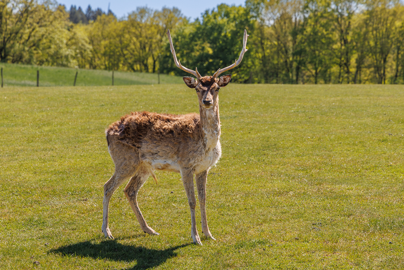 Damhirsch [Dama dama]