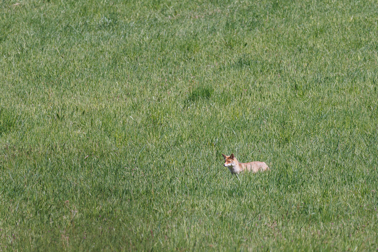 Ein zweiter Fuchs in der Nähe des ersten Tieres