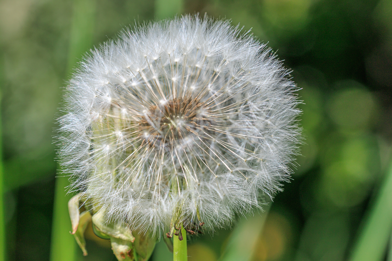 Ger&ouml;teter L&ouml;wenzahn [Taraxacum rubicundum]