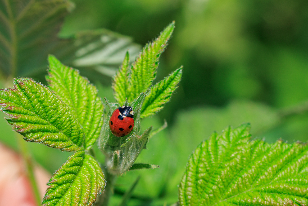 Siebenpunkt Marienk&auml;fer [Coccinella septempunctata]