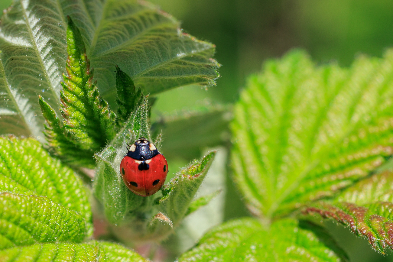 Siebenpunkt Marienk&auml;fer [Coccinella septempunctata]