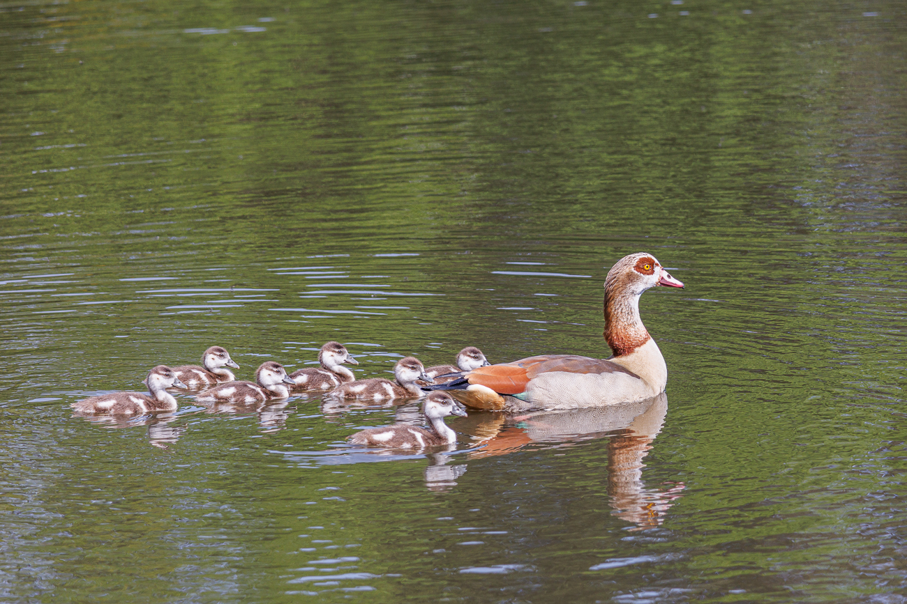 Nilgans [Alopochen aegyptiaca] mit Nachwuchs