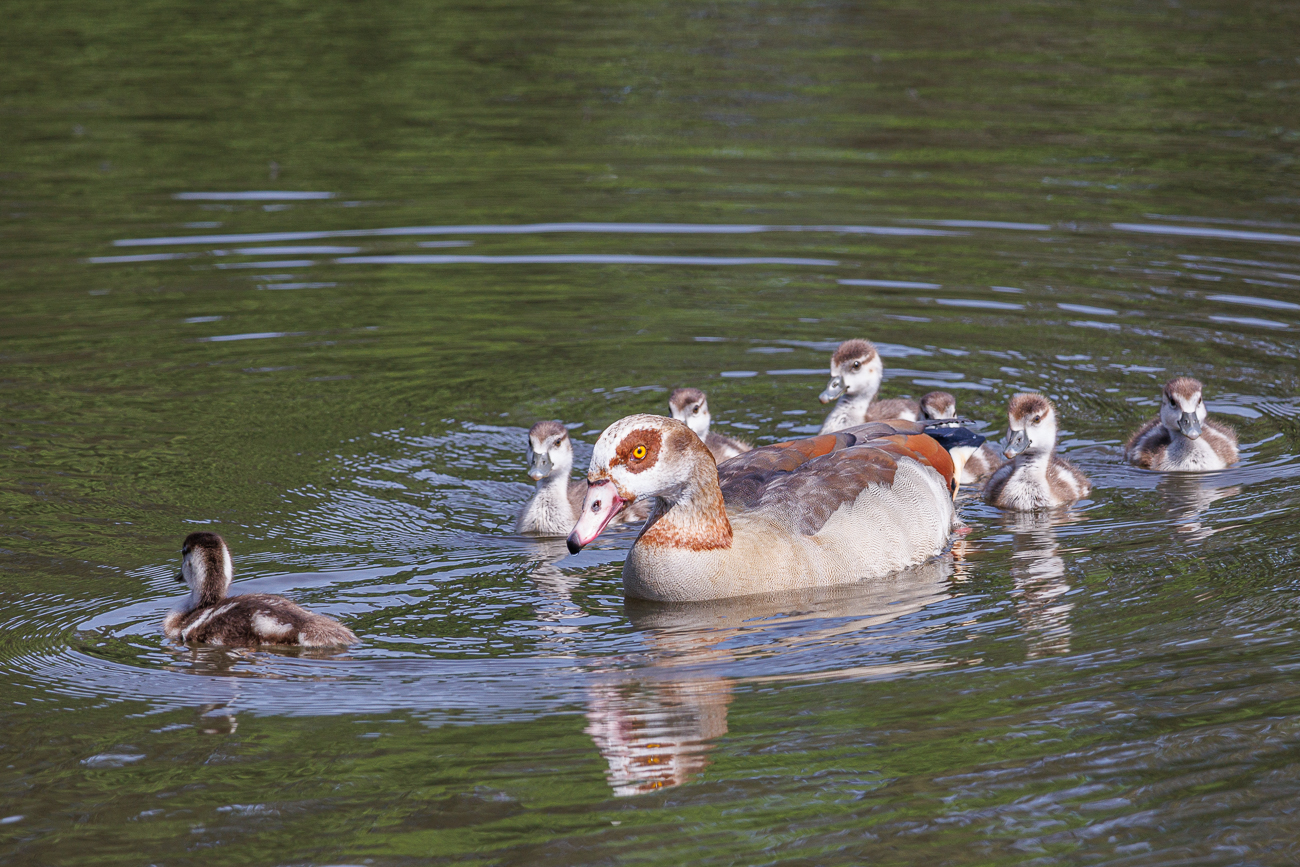 G&auml;nsefamilie ...