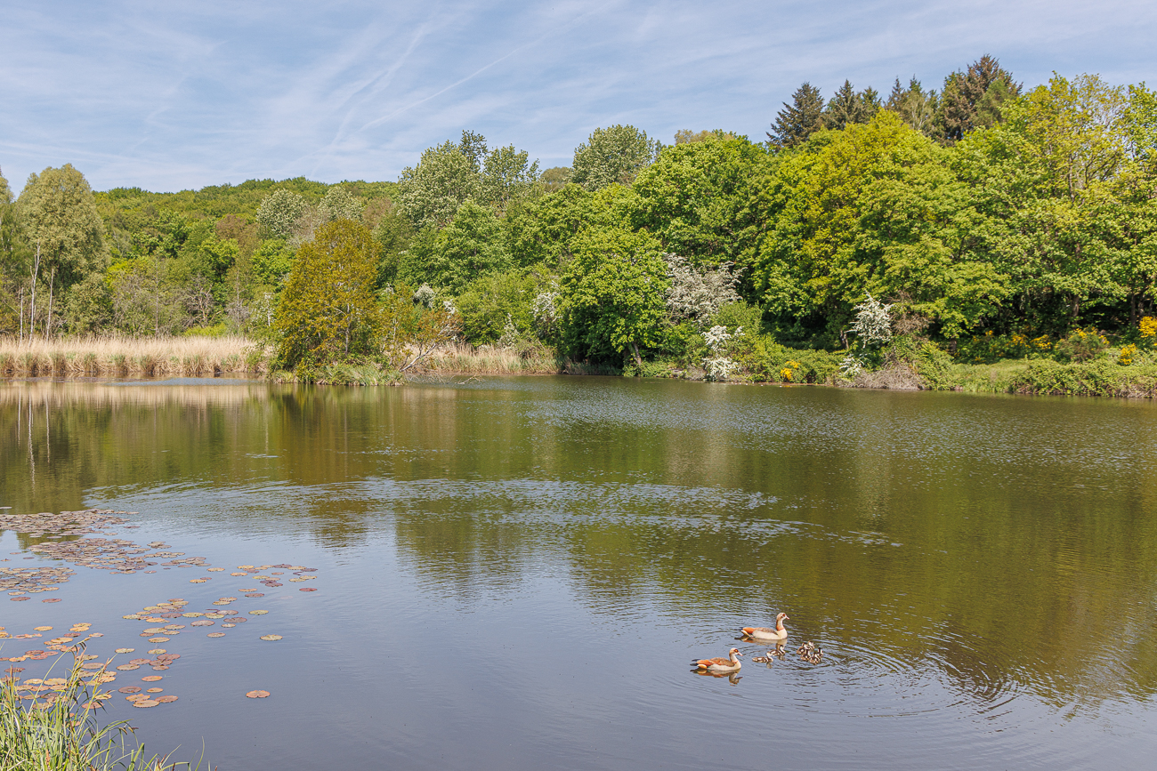 G&auml;nsefamilie auf dem Eberfurter Weiher