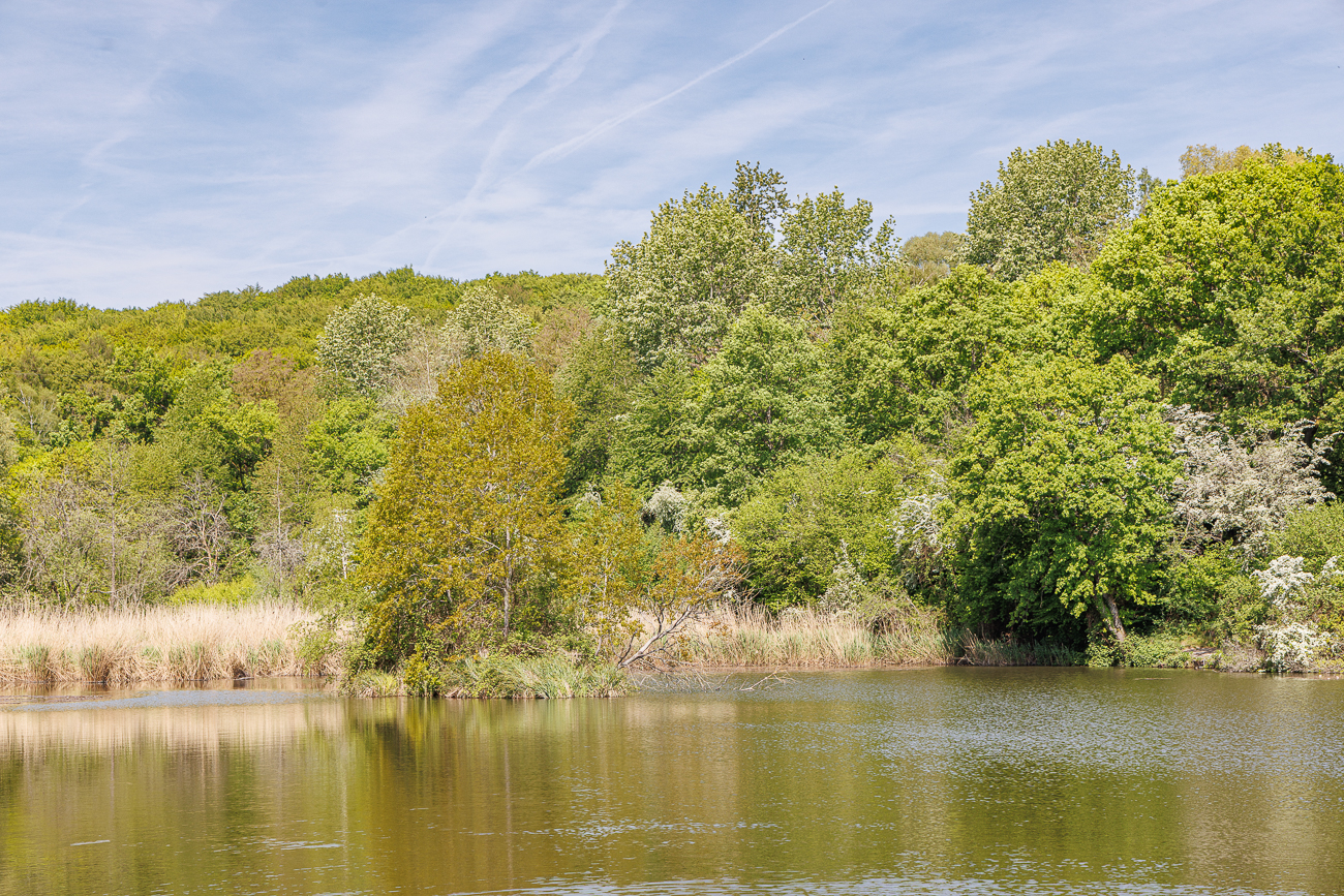 Am Eberfurter Weiher