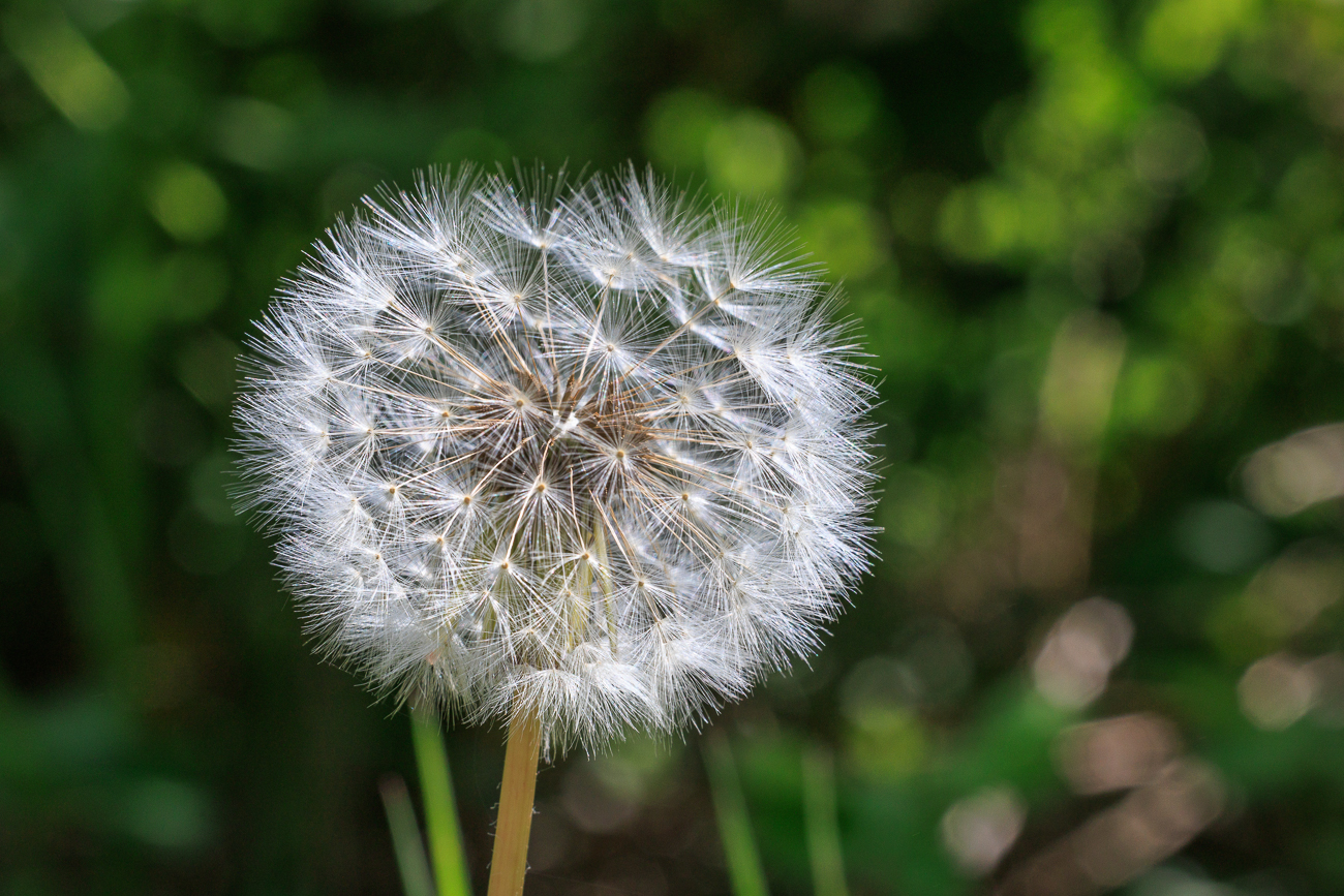 Ger&ouml;teter L&ouml;wenzahn [Taraxacum rubicundum]