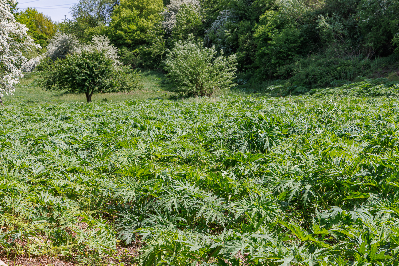 Riesen-B&auml;renklau [Heracleum mantegazzianum]
