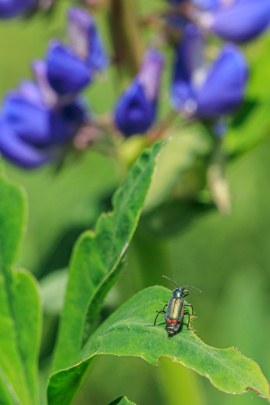 Zweifleckiger Zipfelk&auml;fer [Malachius bipustulatus] auf einer Lupine