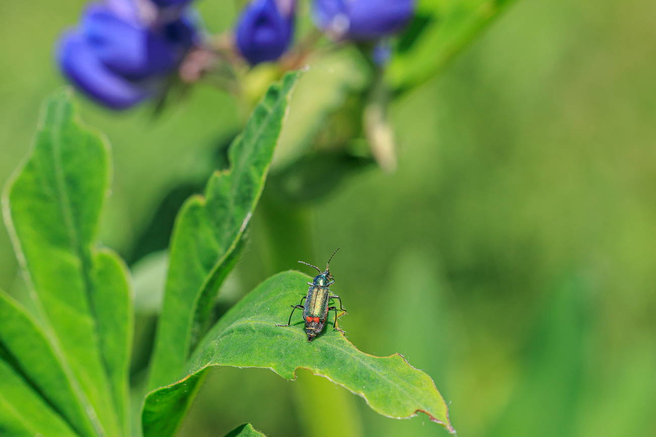 Zweifleckiger Zipfelk&auml;fer [Malachius bipustulatus] auf einer Lupine