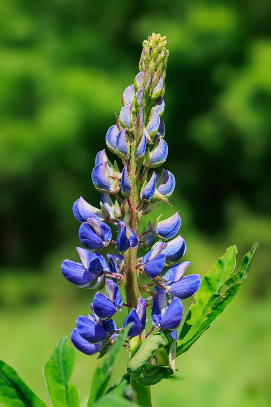 Ausdauernde Lupine [Lupinus perennsis]