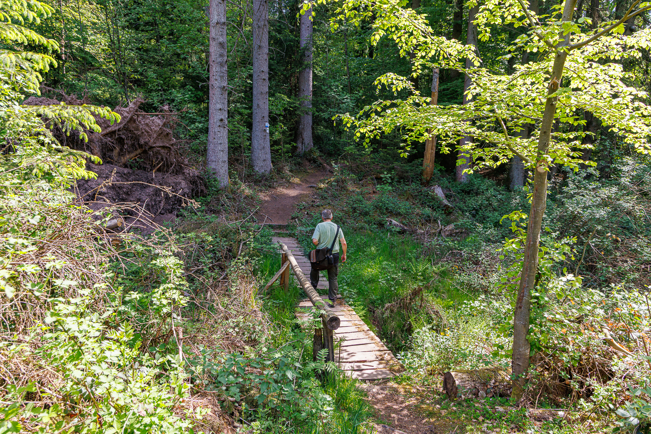 &Uuml;ber die Br&uuml;cke in den Wald