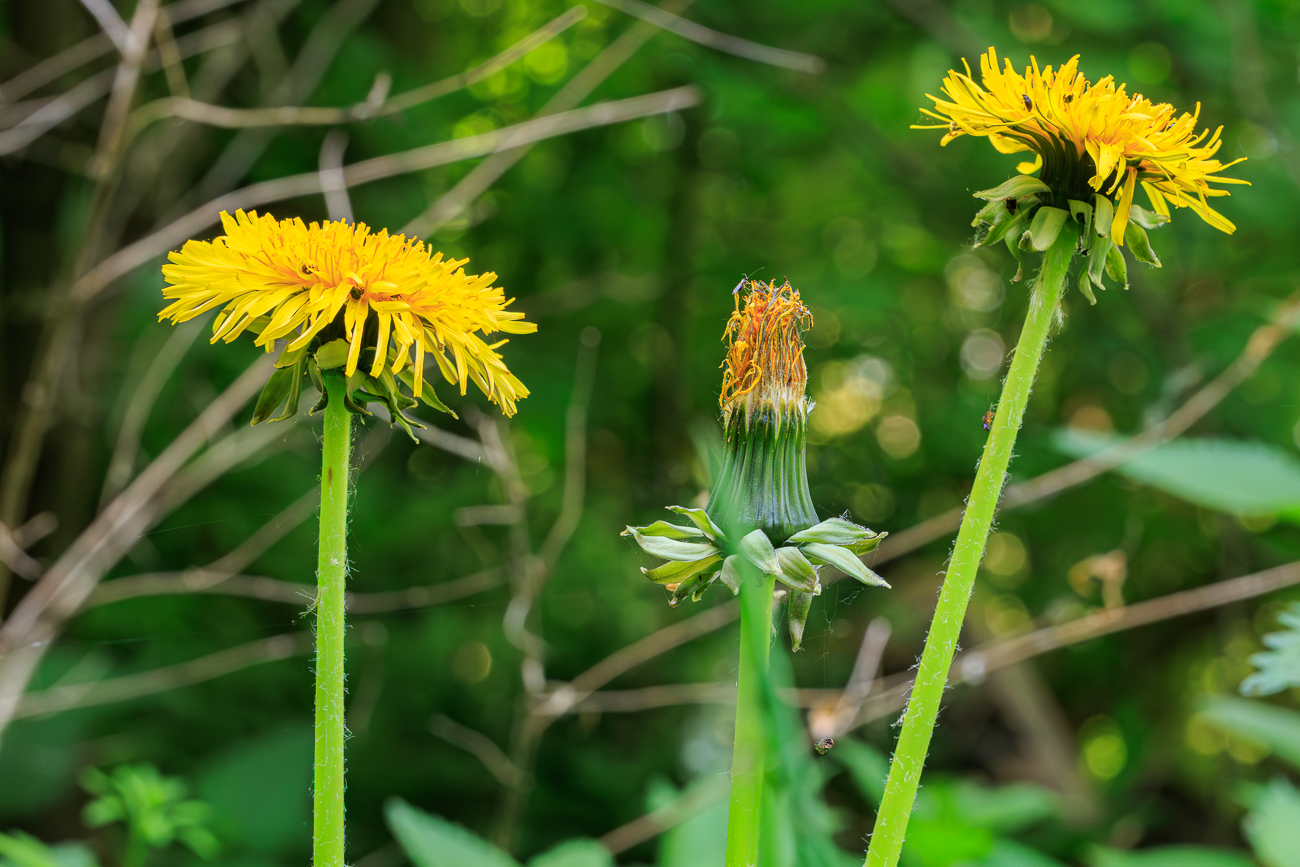 Ger&ouml;teter L&ouml;wenzahn [Taraxacum rubicundum]