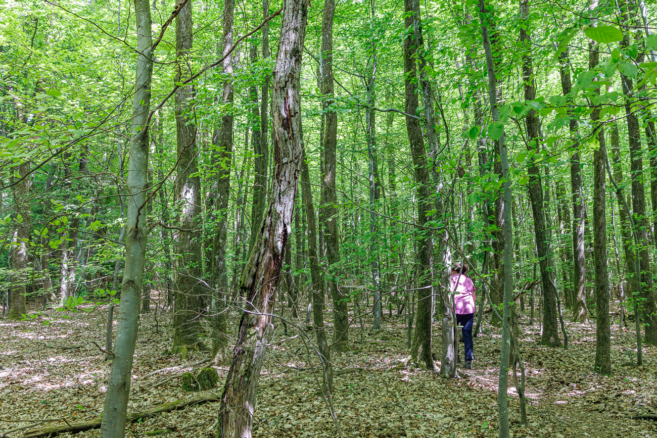 Durch den dichten Wald ...