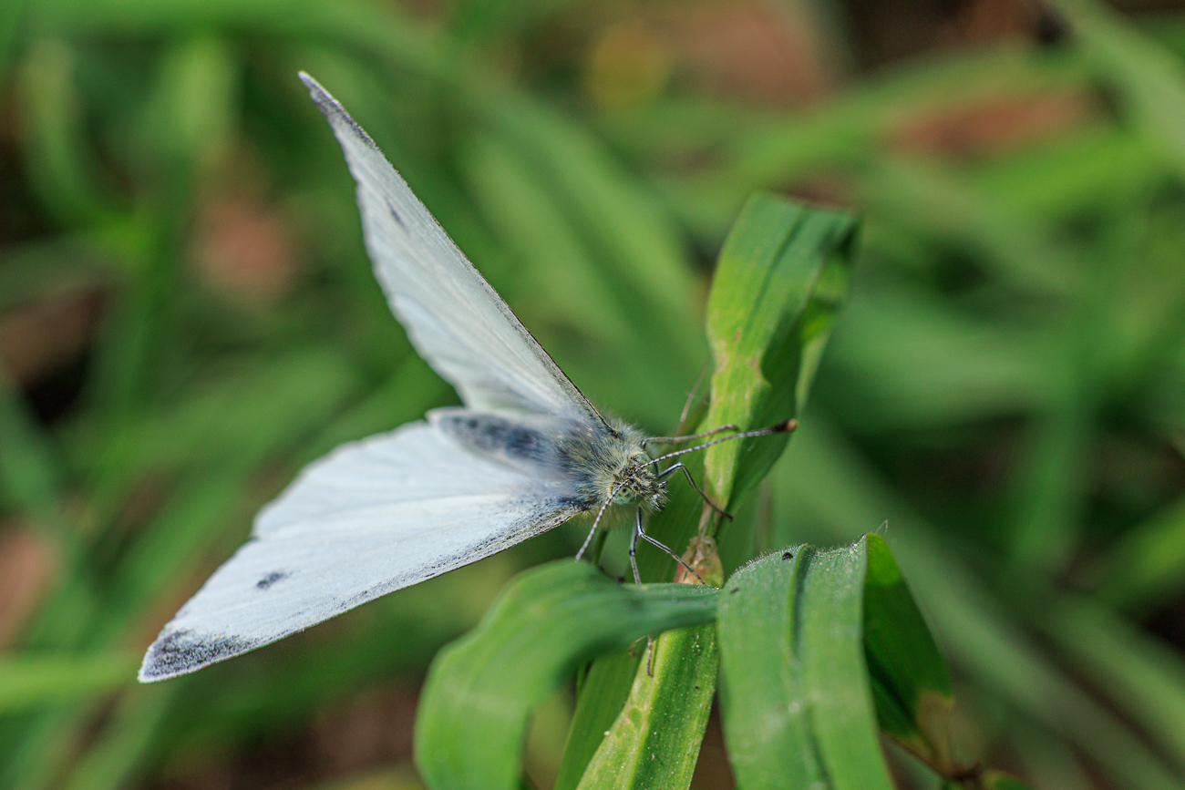 Gro&szlig;er Kohlwei&szlig;ling [Pieris brassicae]