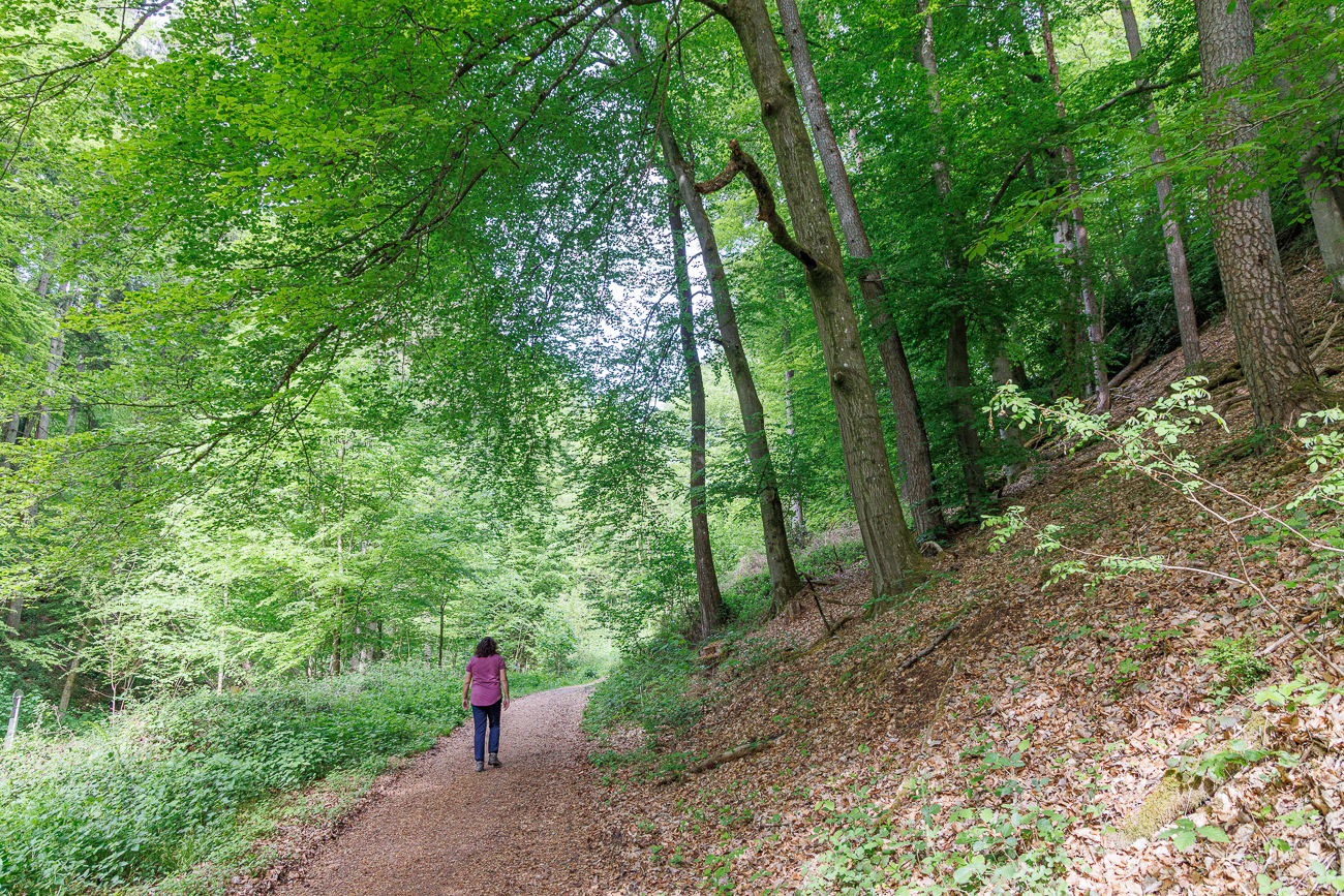 Breiter Waldweg an der Kneippanlage
