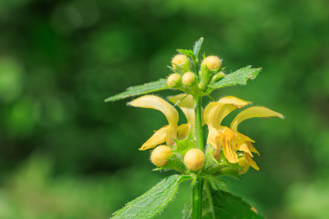 Gew&ouml;hnliche Goldnessel [Lamium galeobdolon]
