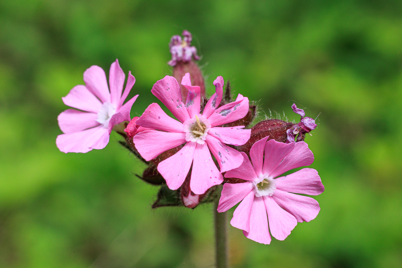 Rote Lichtnelke [Silene dioica]