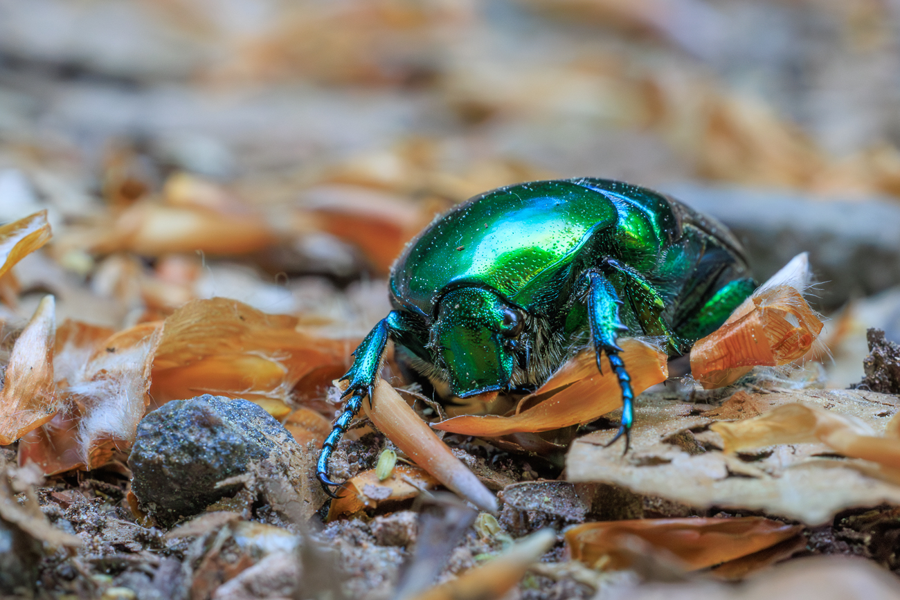 Gro&szlig;er Rosenk&auml;fer [Protaetia aeruginosa]