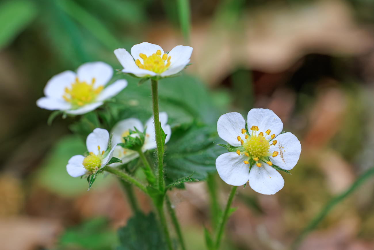Wald-Erdbeere [Fragaria vesca]