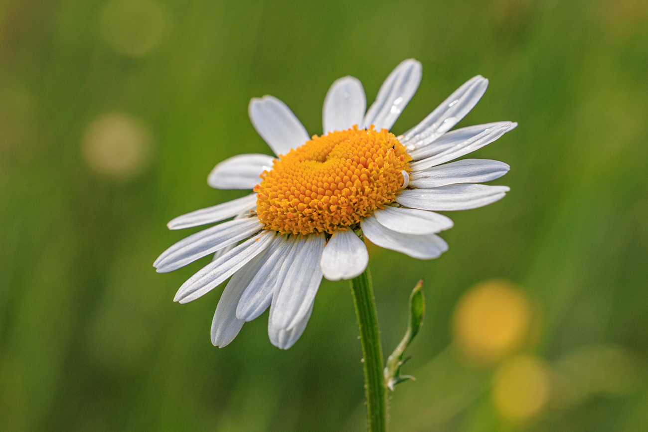 Wiesenmargerite [Leucanthemum ircutianum]