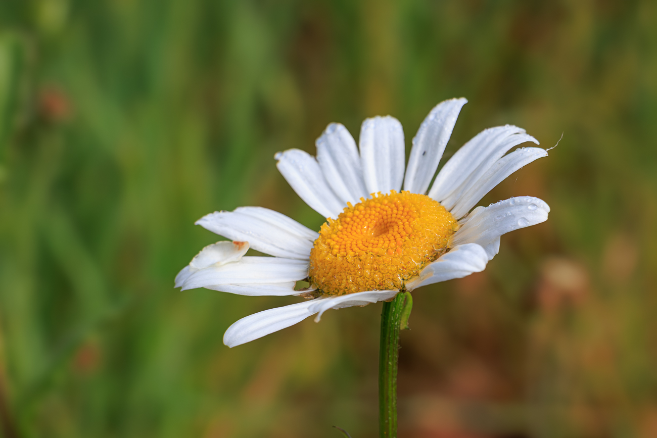 Wiesenmargerite [Leucanthemum ircutianum]