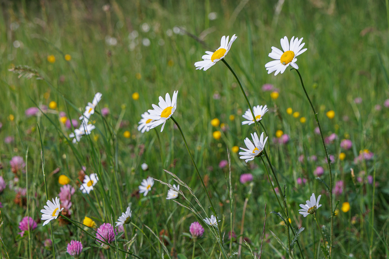Wiesenmargeriten [Leucanthemum ircutianum]