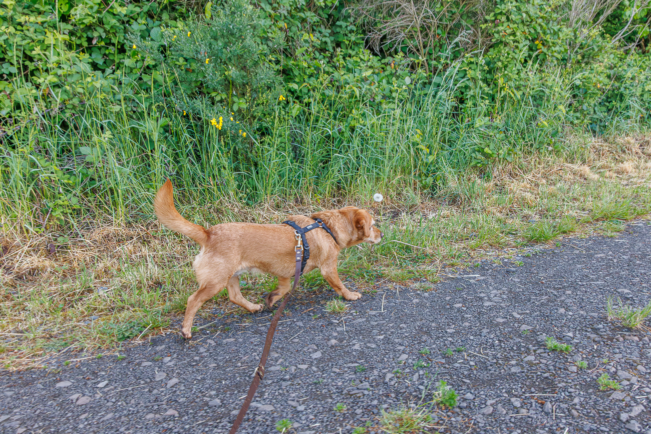 Frieda auf Spur