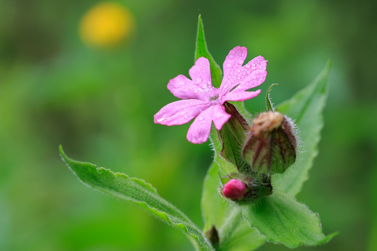 Rote Lichtnelke [Silene dioica]