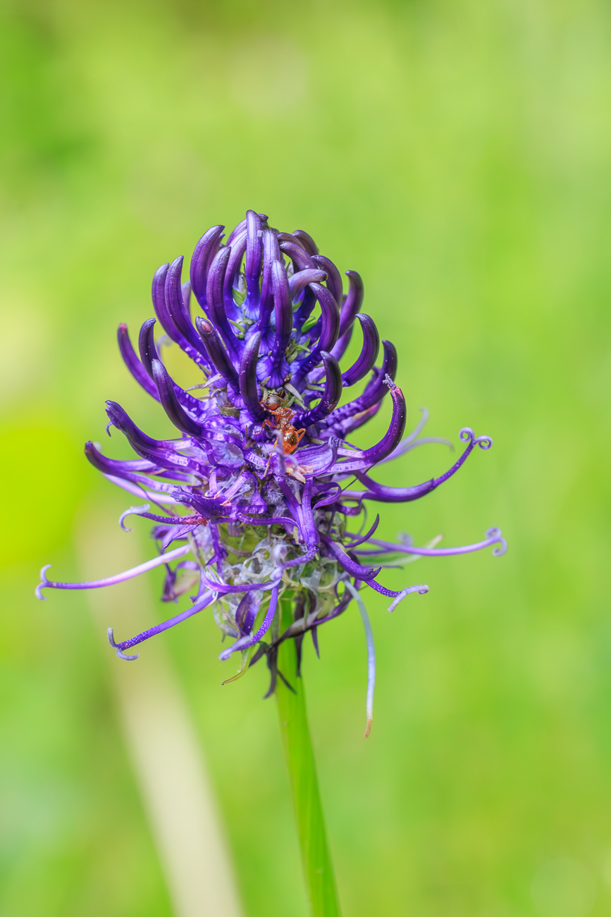 Kugelige Teufelskralle [Phyteuma orbiculare] mit Ameise