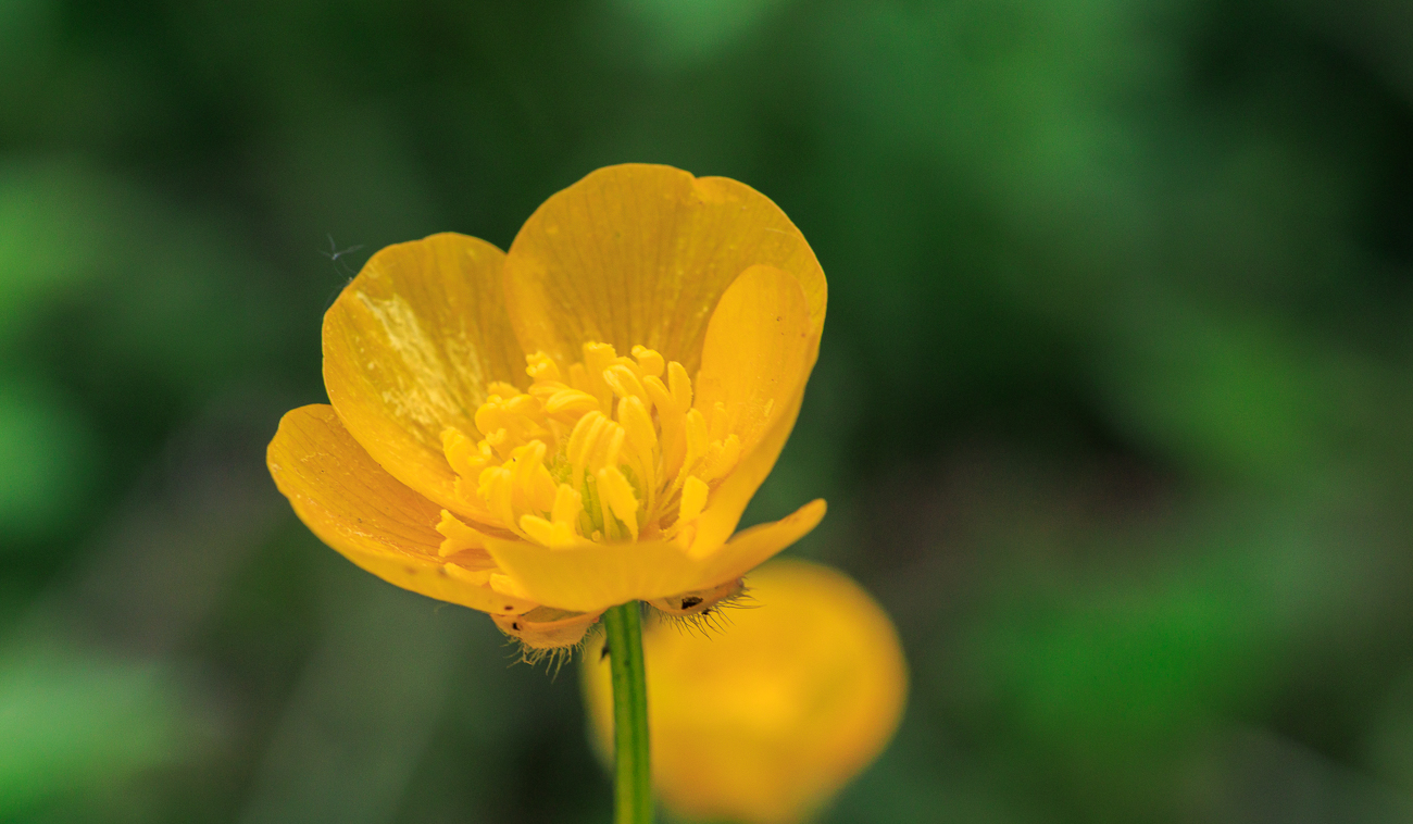 Wald-Hahnenfu&szlig; [Ranunculus tuberosus]