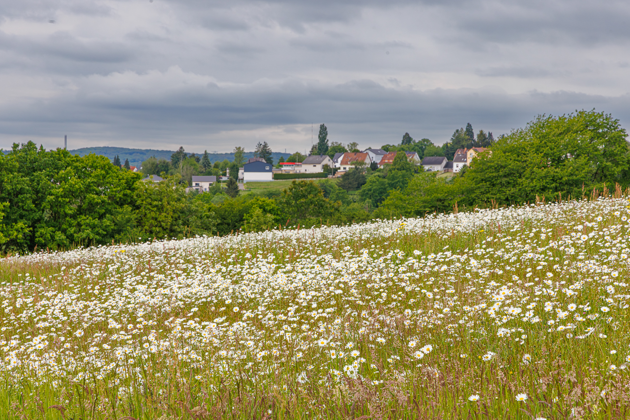 Blick auf Schiffweiler