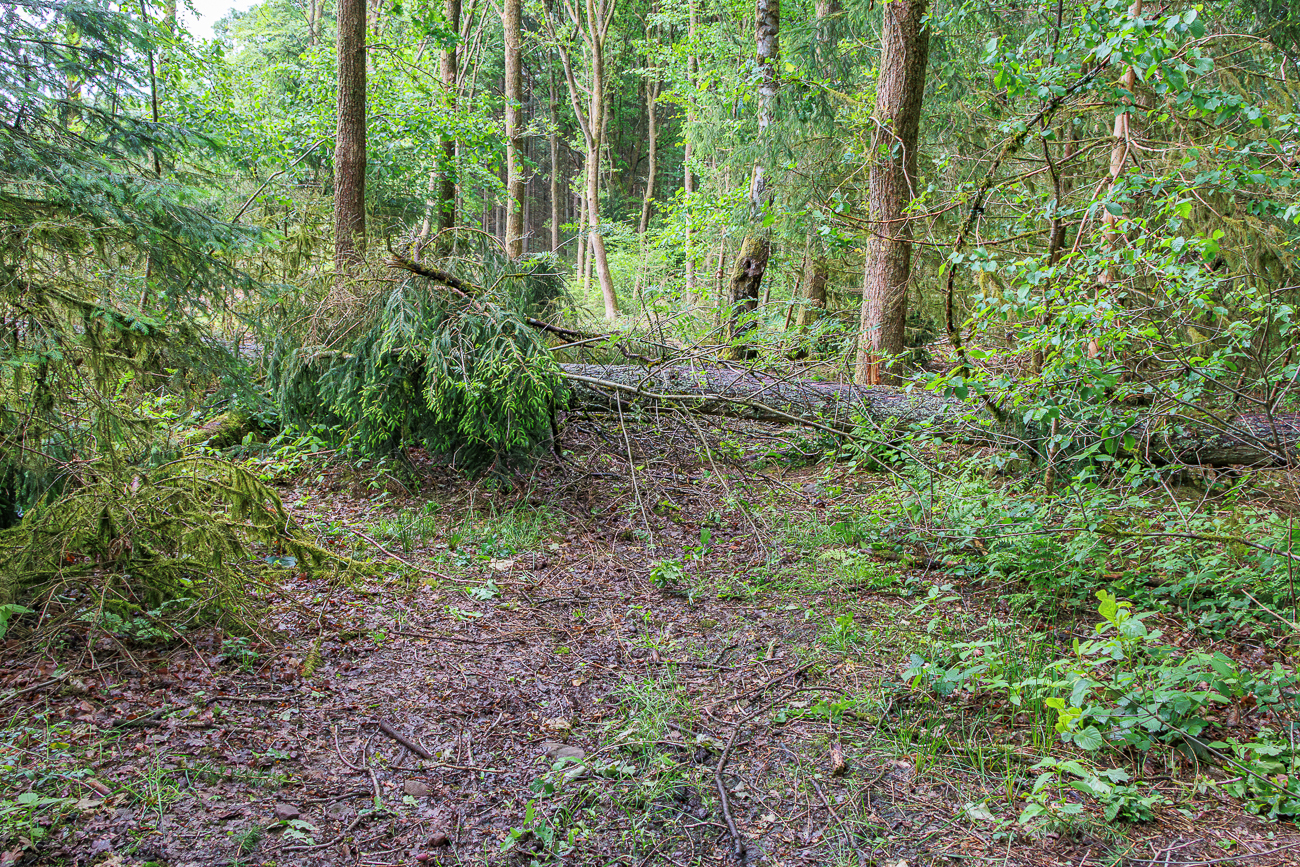 Baumsturz im Wald