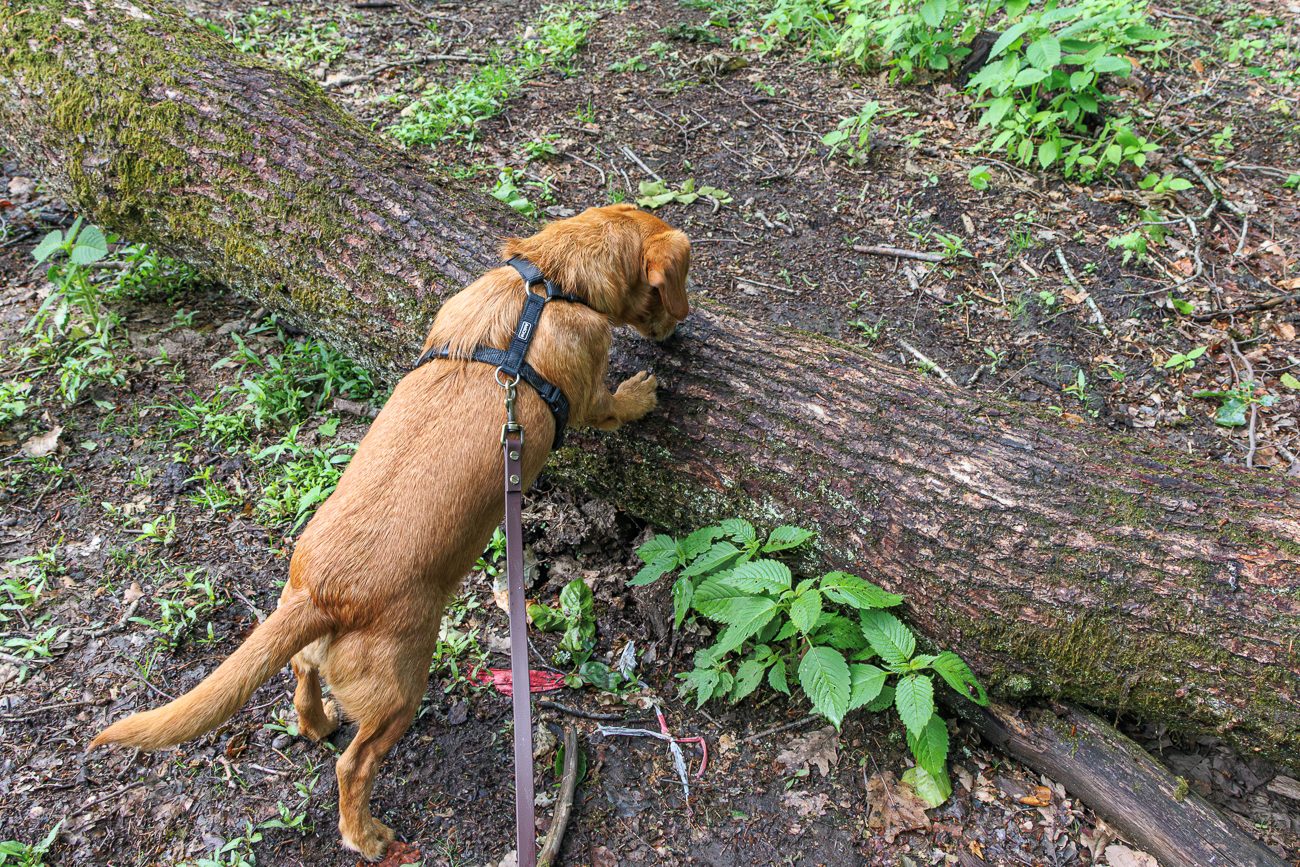 Frieda untersucht den umgefallenen Baum ;-)