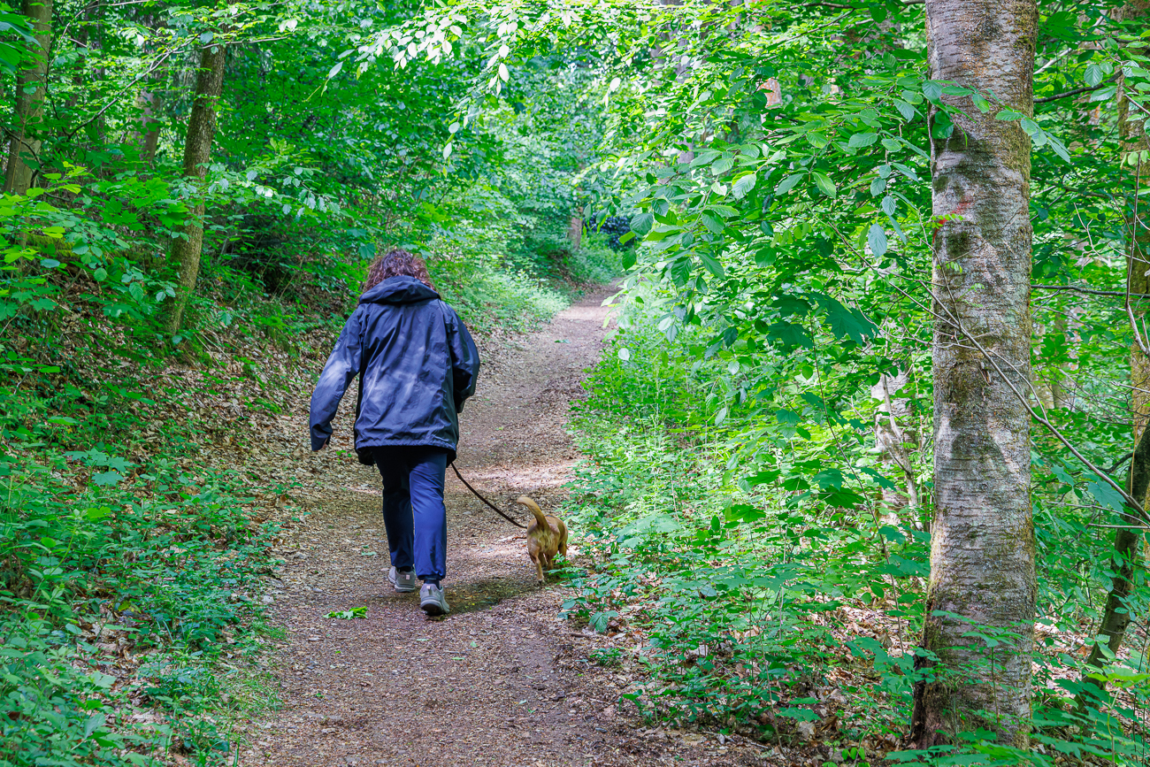 Bergauf durch den Wald