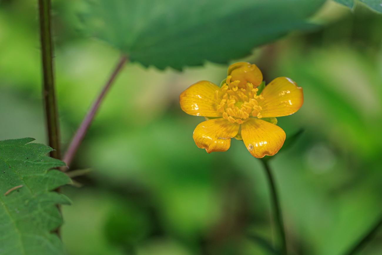 Wolliger Hahnenfu&szlig; [Ranunculus lanuginosus]