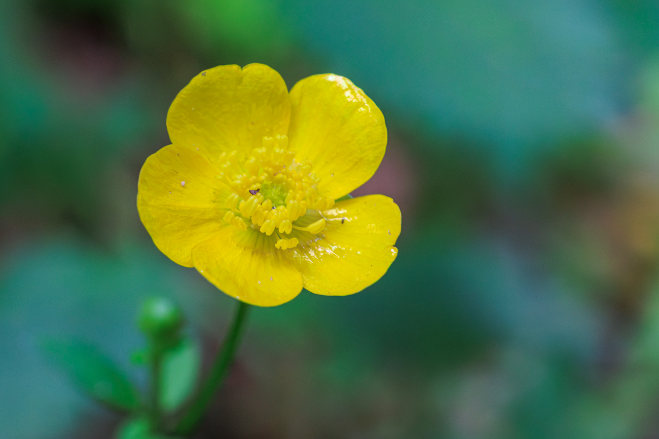 Wald-Hahnenfu&szlig; [Ranunculus tuberosus]