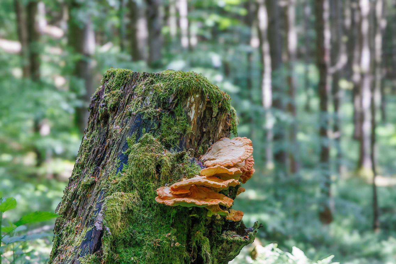 Gemeiner Schwefelporling [Laetiporus sulphureus]