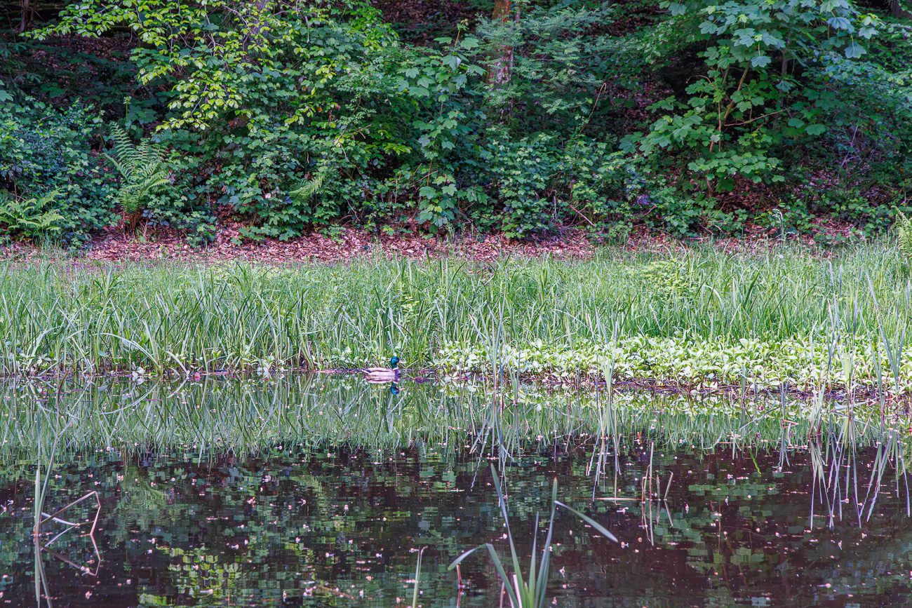 Einsame Stockente [Anas platyrhynchos] am oberen Teich des Schwarzweiherfluss