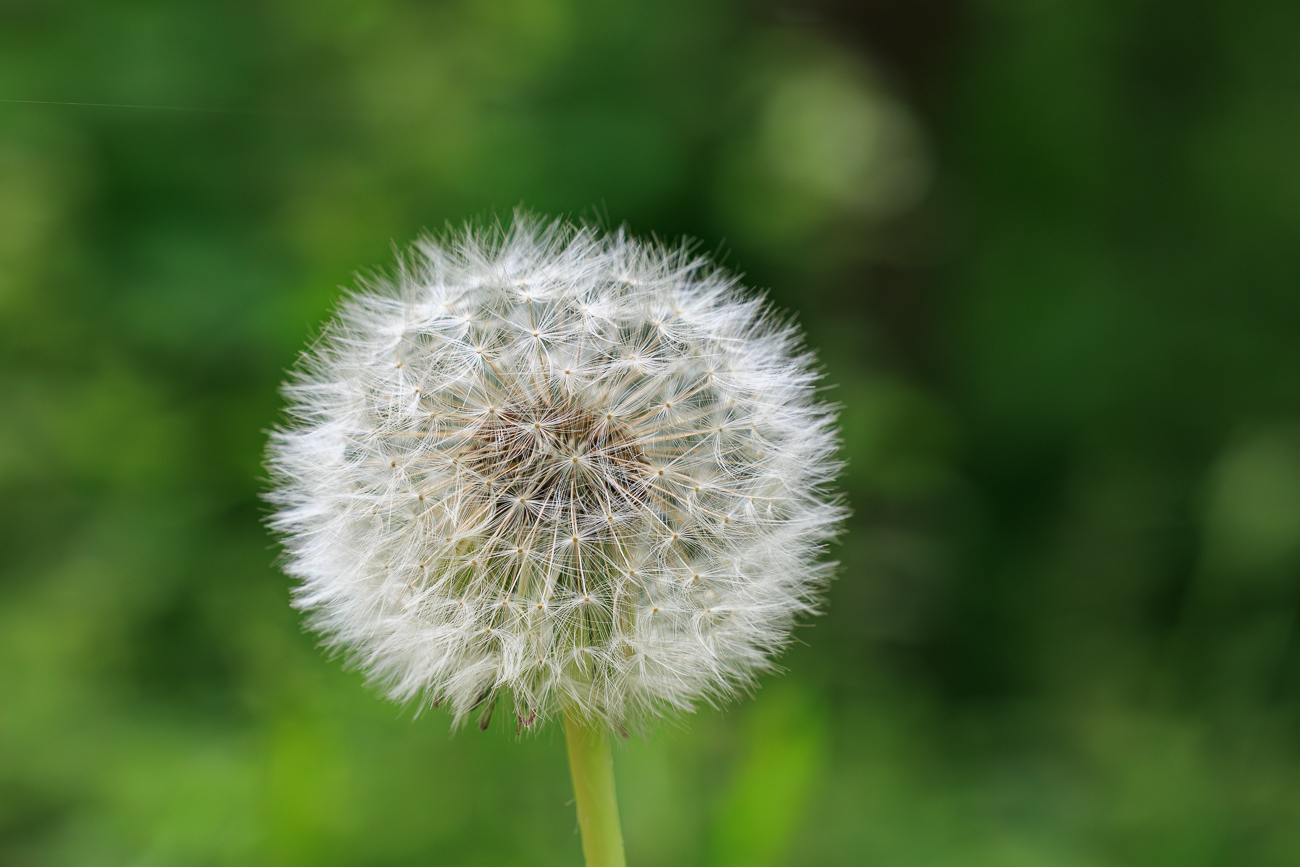 Ger&ouml;teter L&ouml;wenzahn [Taraxacum rubicundum]