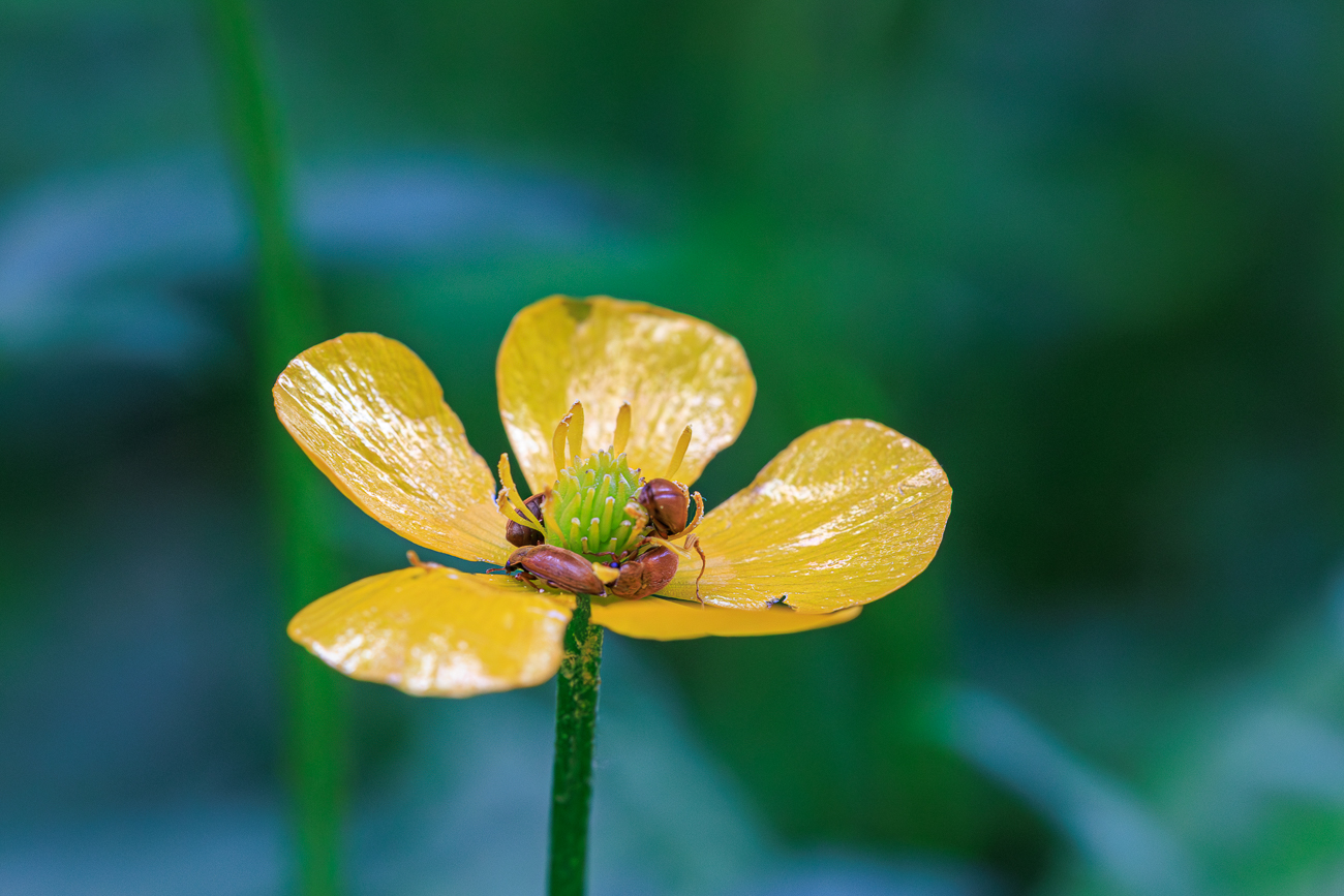 Wolliger Hahnenfu&szlig; [Ranunculus lanuginosus] mit K&auml;fer-Besuch
