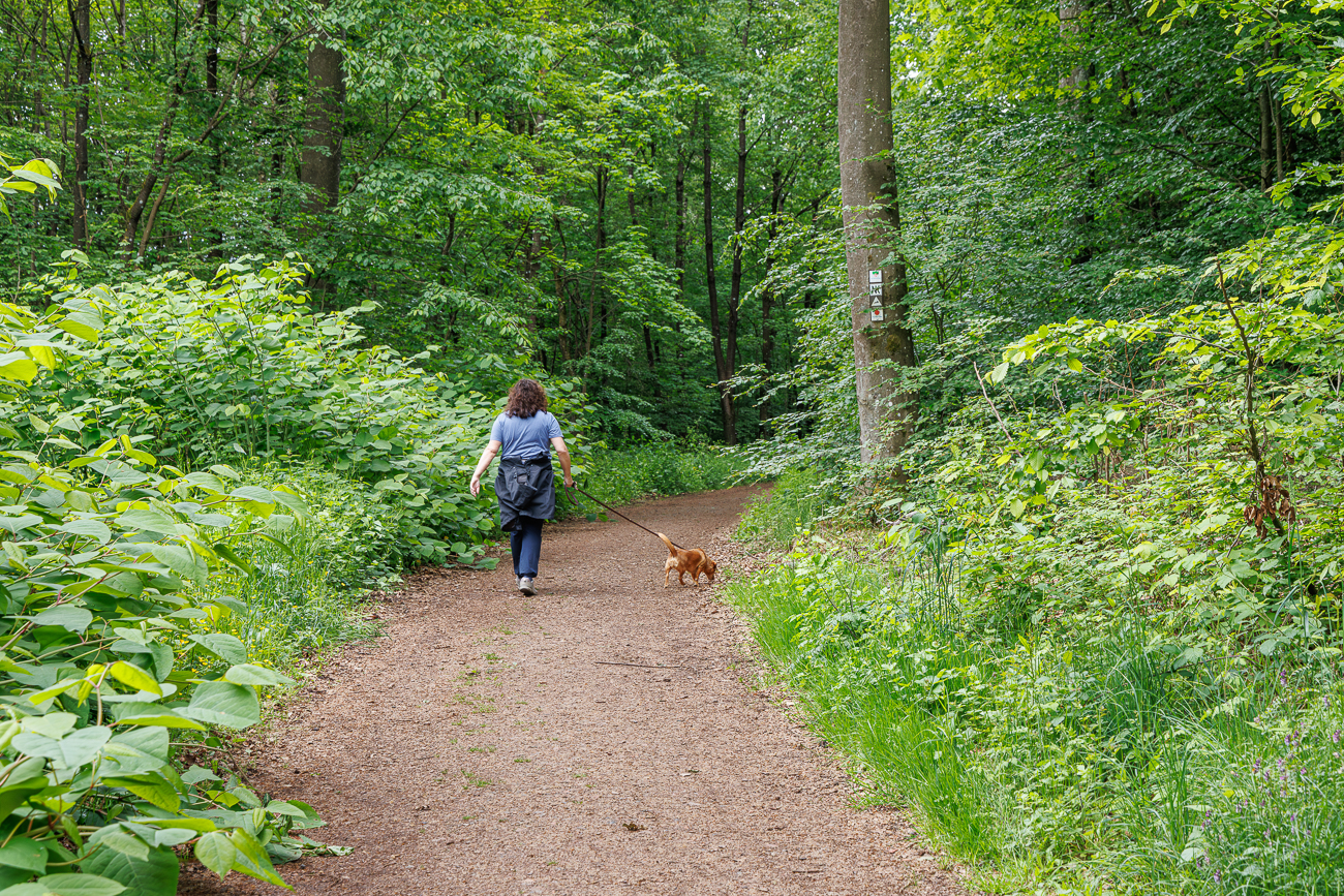 Durch den schattigen Wald