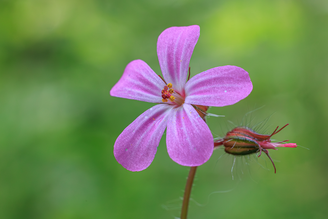 Stinkender Storchschnabel [Geranium robertianum]