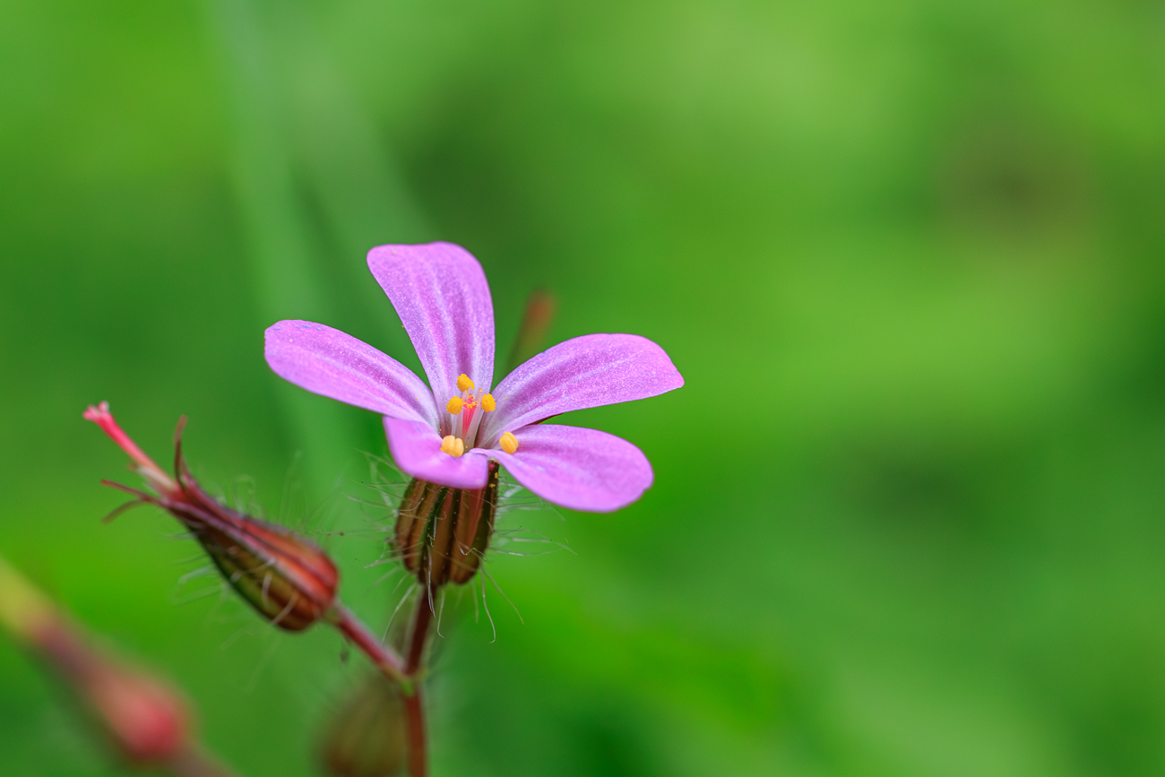 Stinkender Storchschnabel [Geranium robertianum]