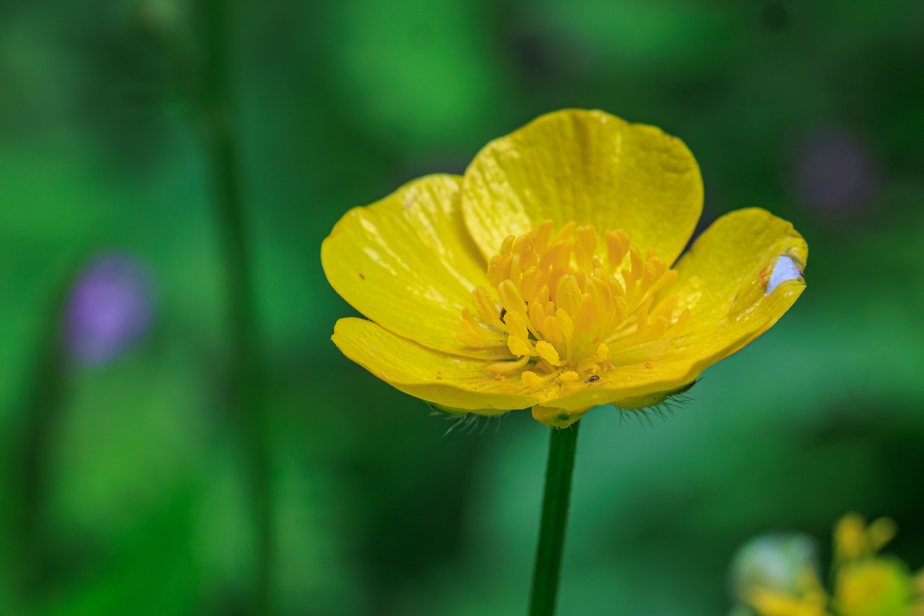 Wolliger Hahnenfu&szlig; [Ranunculus lanuginosus]