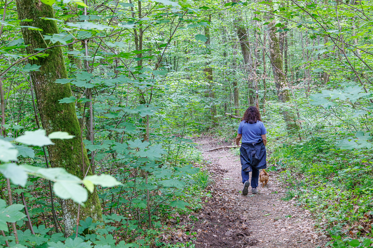 Linke Seite des Wegs von Wildschweinen aufgewühlt