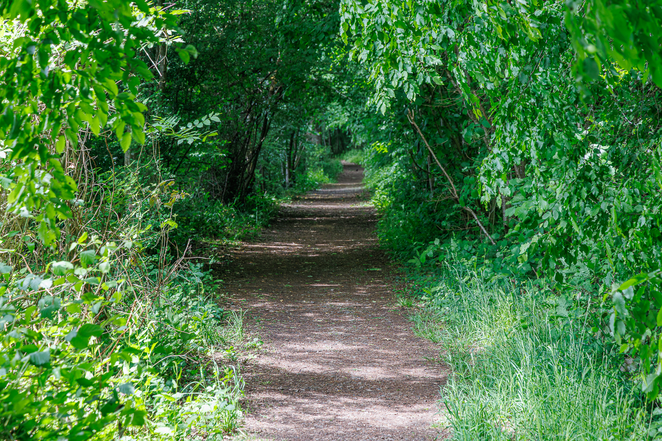 Blätterüberdachter Weg