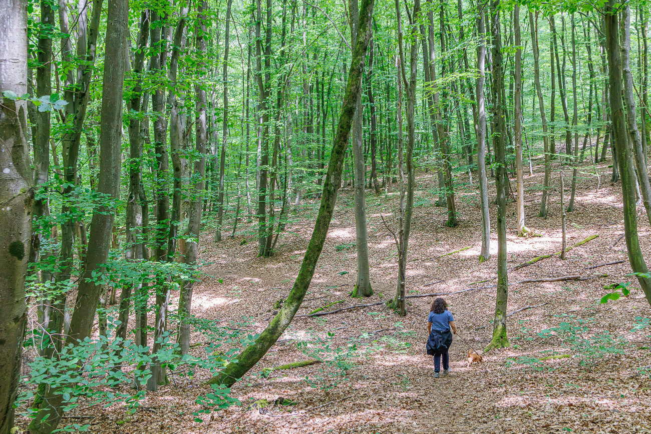 Lichter Wald ...
