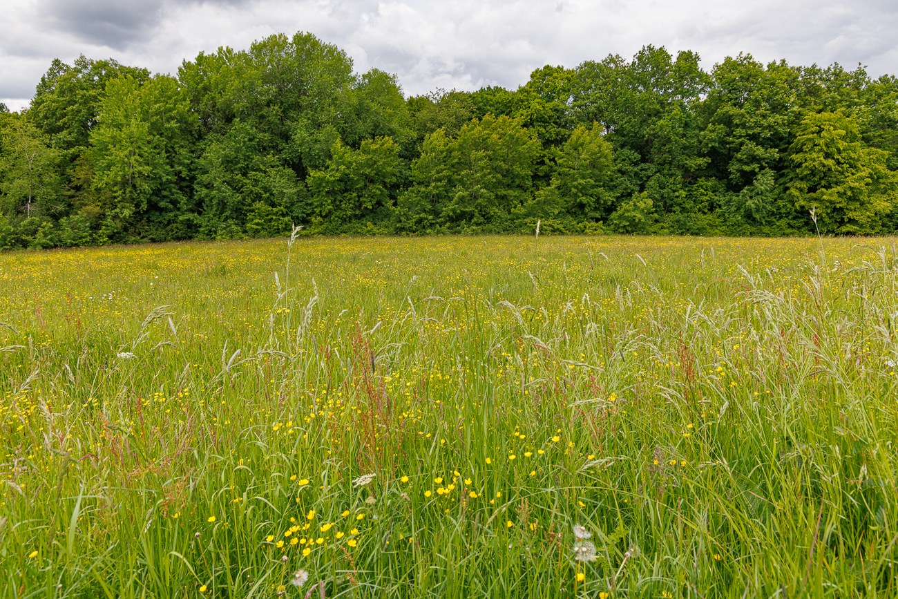 Blumenwiese