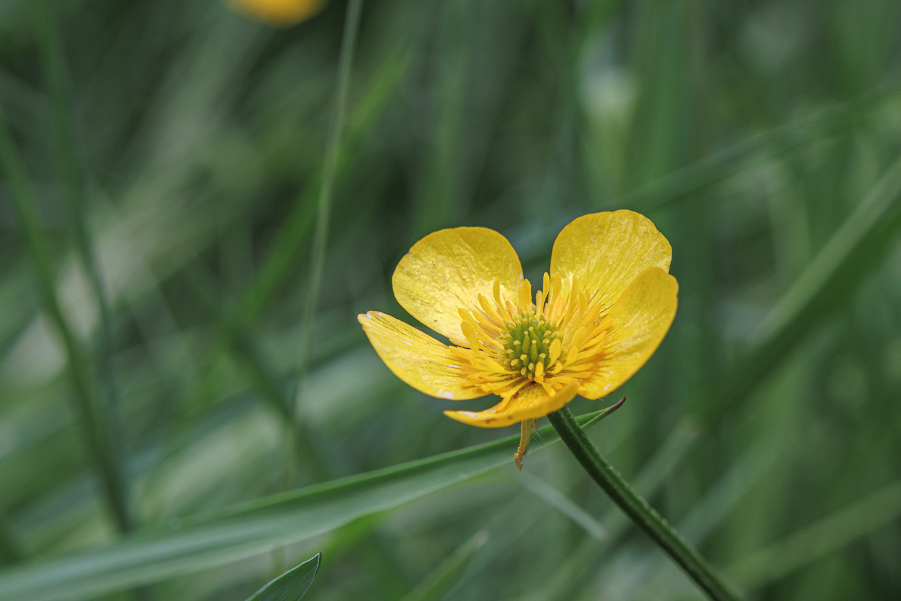 Vielbl&uuml;tiger Hahnenfu&szlig; [Ranunculus polyanthemos]