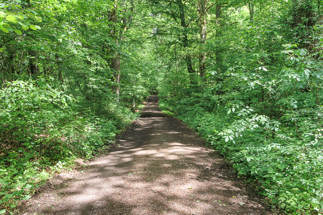 Waldweg unter dem Blätterdach